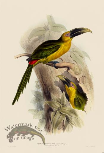 Saffron colured Aracari